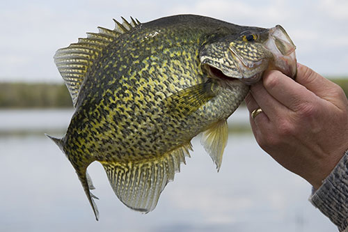 Crappie