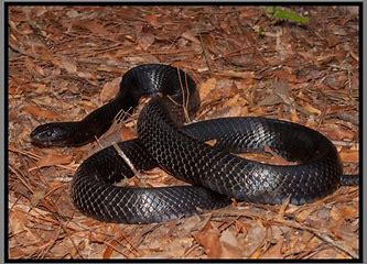Eastern Indigo Snake