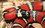 Milk Snake