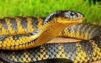 Tiger Snake
