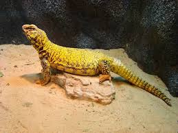 Yellow Uromastix